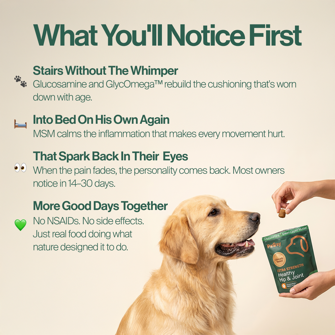 Hip & Joint Chews